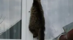 Jak pomoci kočce, která je uvízlá v plastovém okně